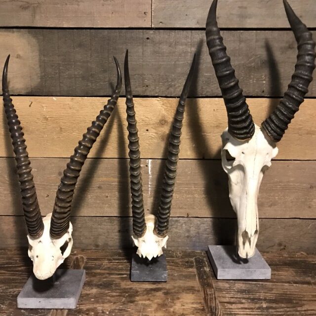 various-skulls-of-african-antelopes-808642-en-max