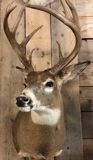 very-beautiful-high-capital-whitetail-deer-head-odocoileus-virginianus-from-canada-821768-en-max