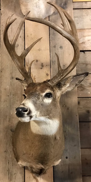 Very beautiful high-capital whitetail deer head (Odocoileus virginianus) from Canada.