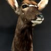 Imposing stuffed head of a kudu