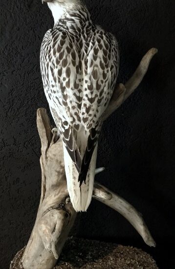 very-beautifully-mounted-taxidermy-gyrfalcon-843538-en-max