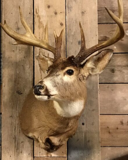 very-beautifully-taxidermy-head-of-an-american-muledeer-839364-en-max