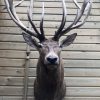 Very big hunting trophy of a capital red stag