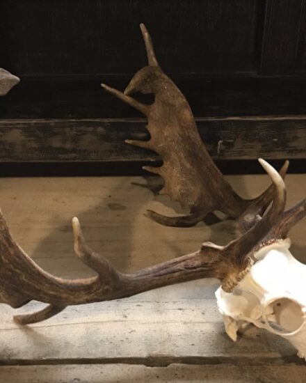 very-capital-fallow-deer-antlers-847111-en-max