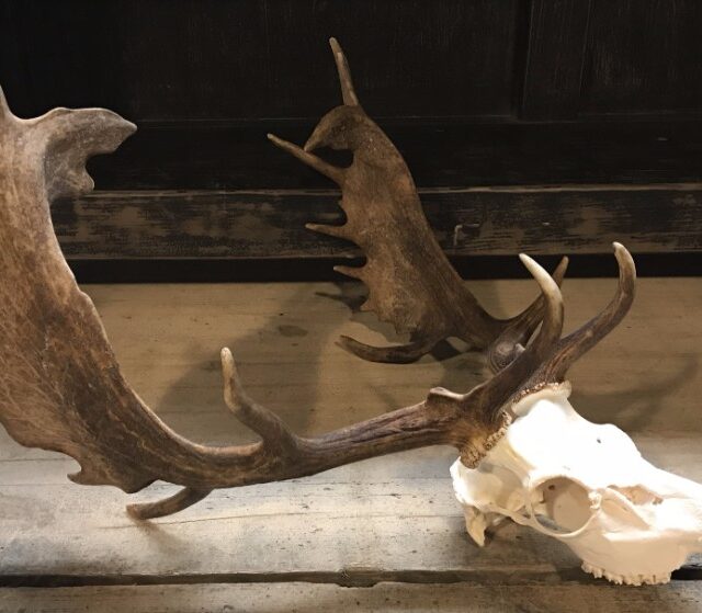 very-capital-fallow-deer-antlers-847111-en-max