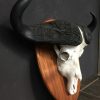Zeer zware schedel van een kafferbuffel