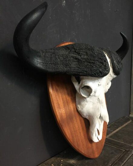 very-heavy-skull-of-a-cape-buffalo-518042-en-max