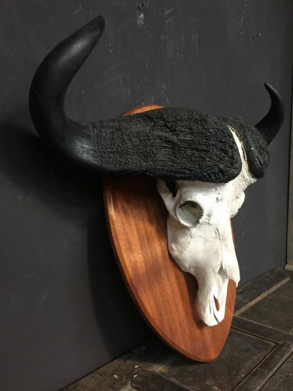 Zeer zware schedel van een kafferbuffel