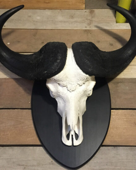 very-heavy-skull-of-a-cape-buffalo-566015-en-max