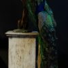 Kleurrijke opgezette blauwe pauw
