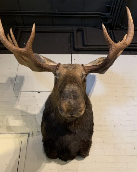 very-impressive-stuffed-head-of-a-canadian-moose-1864046-en-max