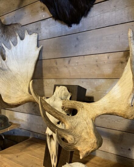 very-large-antler-from-a-canadian-moose-2086640-en-max