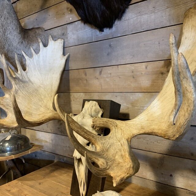 very-large-antler-from-a-canadian-moose-2086640-en-max