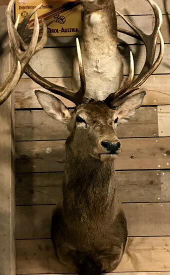 very-large-capital-red-deer-626616-en-max