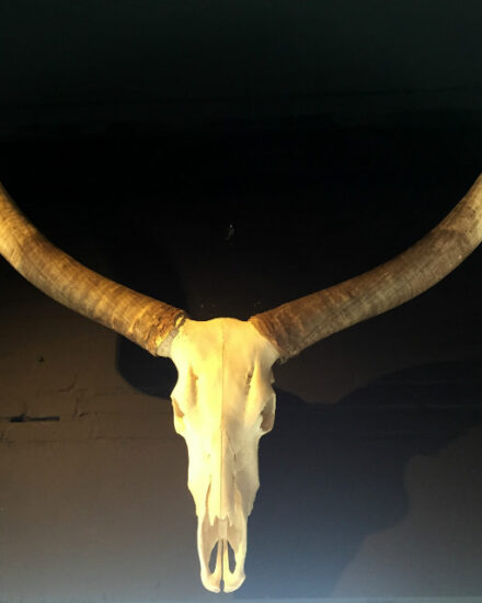 very-large-decorative-skull-of-a-watusi-bull-463509-en-max