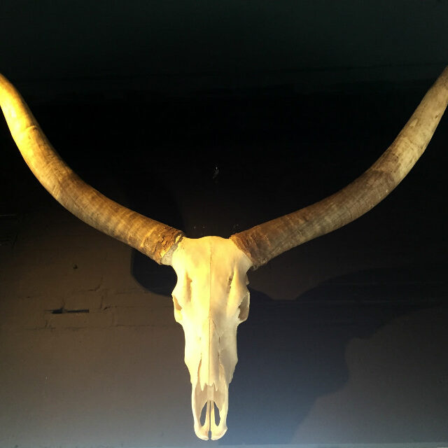 very-large-decorative-skull-of-a-watusi-bull-463509-en-max