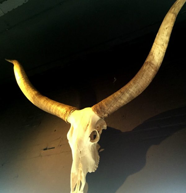 Zeer grote decorative schedel van een Watusi stier
