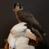 Very large peregrine falcon (Falco Peregrinus) with snow grouse as prey. The falcon has a fixed foot ring and is delivered with cites document.