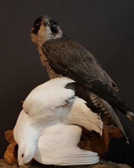 very-large-peregrine-falcon-falco-peregrinus-with-snow-grouse-as-prey-the-falcon-has-a-fixed-foot-ring-and-is-delivered-with-cites-document-1088182-en-max