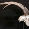 Zeer exclusieve met bladgoud belegde schedel van een mouflon