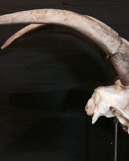 very-large-skull-of-a-goat-145-1024603-en-max