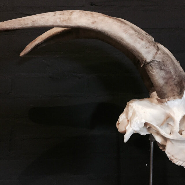 very-large-skull-of-a-goat-145-1024603-en-max