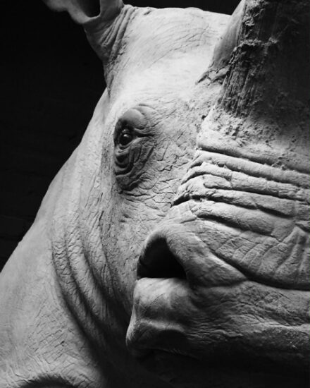 very-lifelike-replica-of-a-white-rhino-1050231-en-max