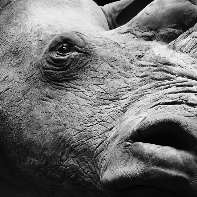 very-lifelike-replica-of-a-white-rhino-1050232-en-max