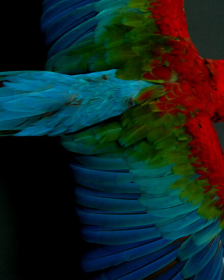 very-lifelike-stuffed-green-wing-macaw-375522-en-max