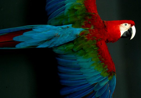 Very lifelike stuffed green wing macaw.