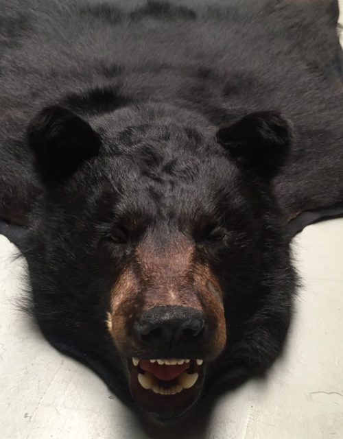 Recent geprepareerde huid van een grote zwarte beer