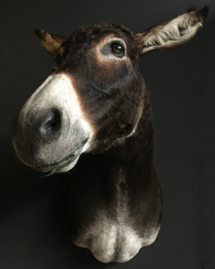 very-nice-stuffed-head-of-a-donkey-529075-en-max