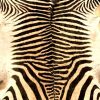 Zeer mooi gelooide zebrahuid