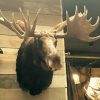Very nice trophy head an a Canadian moose