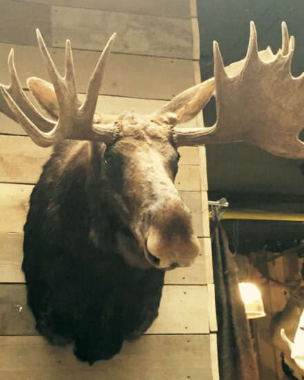 very-nice-trophy-head-an-a-canadian-moose-378762-en-max