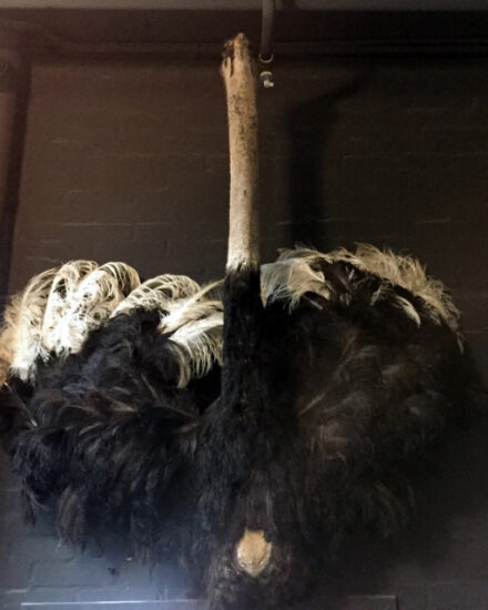 very-special-taxidermy-ostrich-566630-en-max