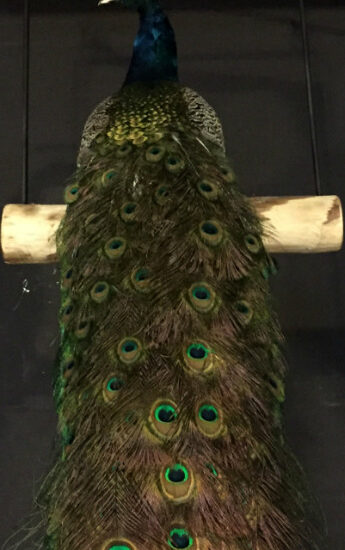 very-unique-stuffed-peacock-on-a-swing-394582-en-max