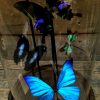 Victoriaanse stolp met vlinders