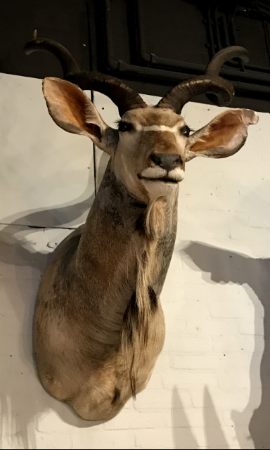 Vintage Jagdtrophäe eines Kudu