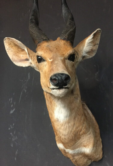 vintage-mounted-head-of-a-bushbuck-517291-en-max