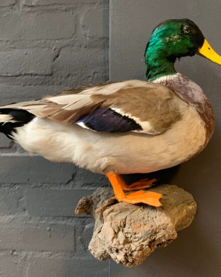 vintage-stuffed-duck-for-hanging-on-the-wall-2054791-en-max