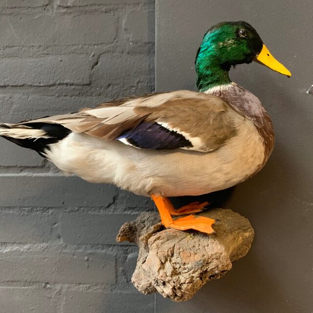 vintage-stuffed-duck-for-hanging-on-the-wall-2054791-en-max