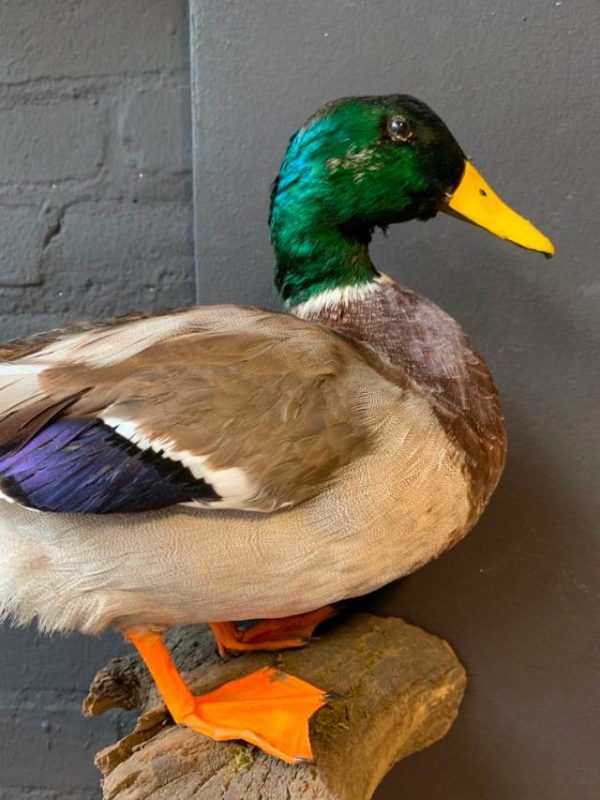 Vintage stuffed duck for hanging on the wall.