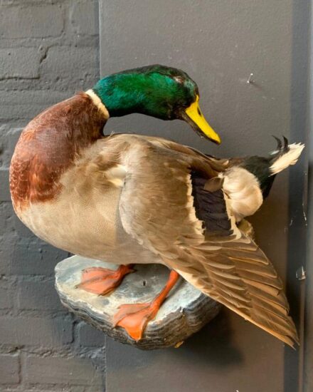 vintage-stuffed-duck-for-hanging-on-the-wall-2054802-en-max