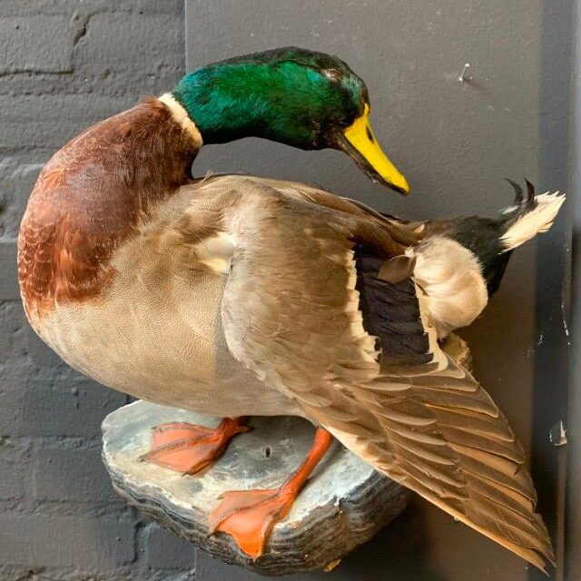 vintage-stuffed-duck-for-hanging-on-the-wall-2054802-en-max