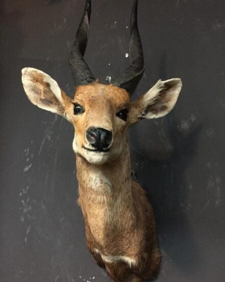 vintage-stuffed-head-of-a-bushbuck-517987-en-max