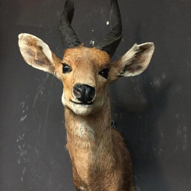 vintage-stuffed-head-of-a-bushbuck-517987-en-max