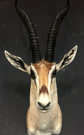 vintage-stuffed-head-of-a-grand-gazelle-517293-en-max