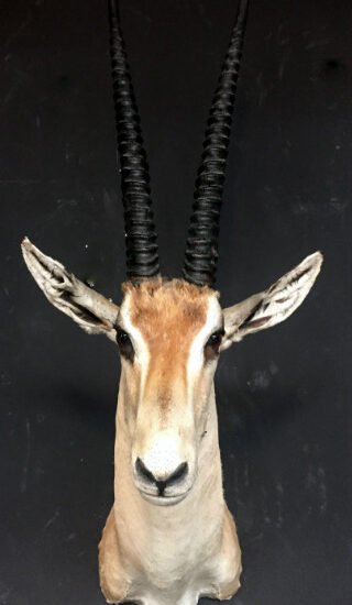 vintage-stuffed-head-of-a-grand-gazelle-517319-en-max