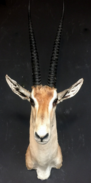Vintage ausgestopfter Kopf eines grand Gazelle